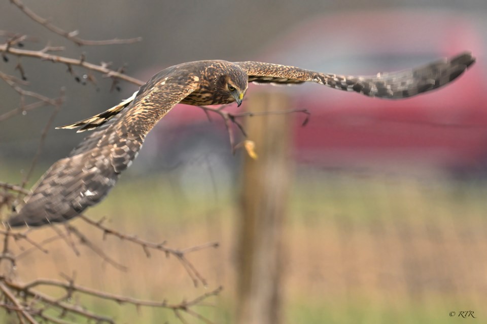 Female Harrier south of our city