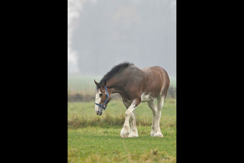 Horses south of Sarnia