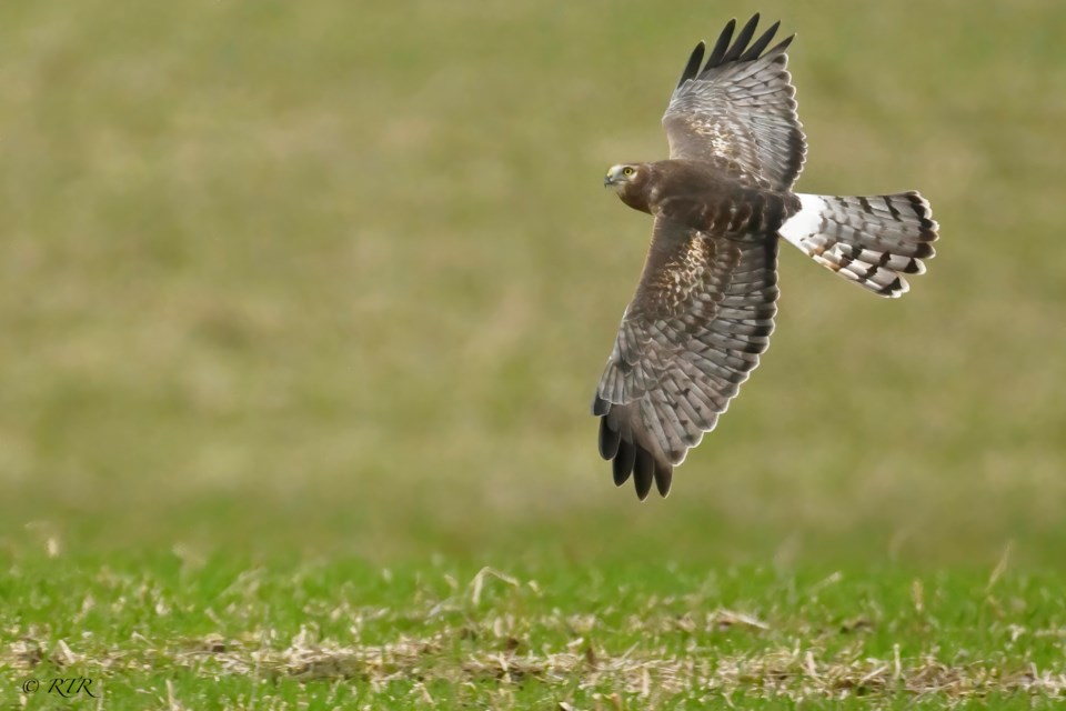 The "Grey Ghost," a male Harrier Hawk, spotted south of Sarnia.