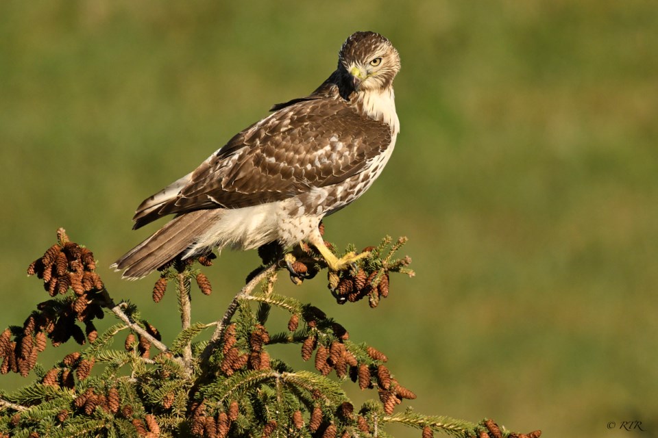 Red Tailed Hawk in hunting mode