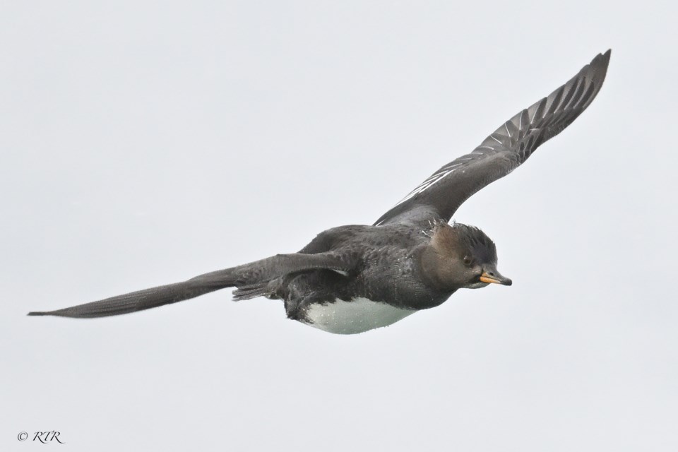 Female Hooded Merganser flying