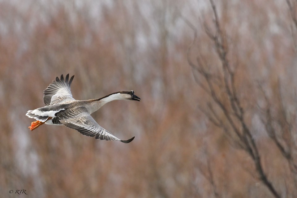 Farm Swan Goose flying