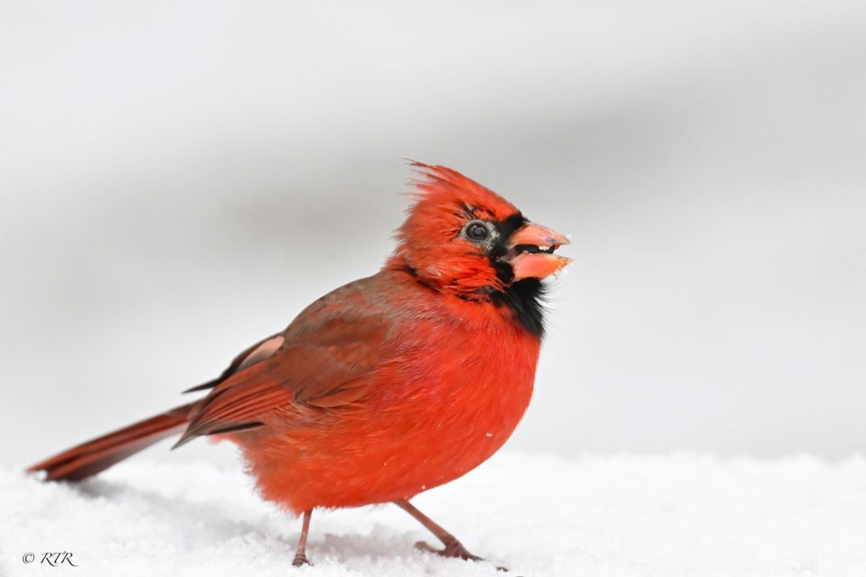 _rtr7341sem-male-cardinal-in-snow