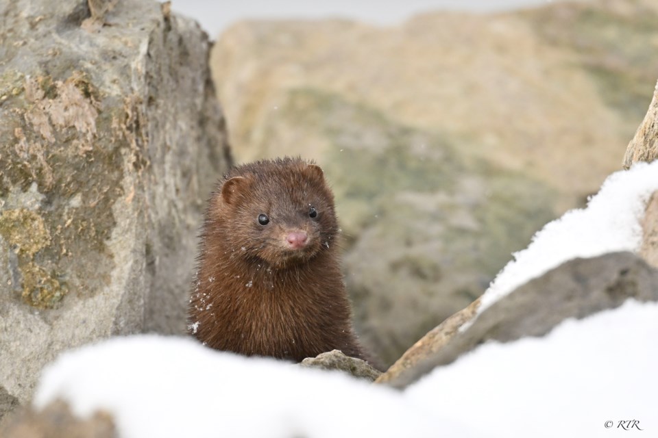 Mink in the rocks