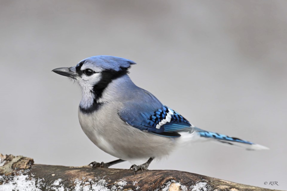 Bluejay