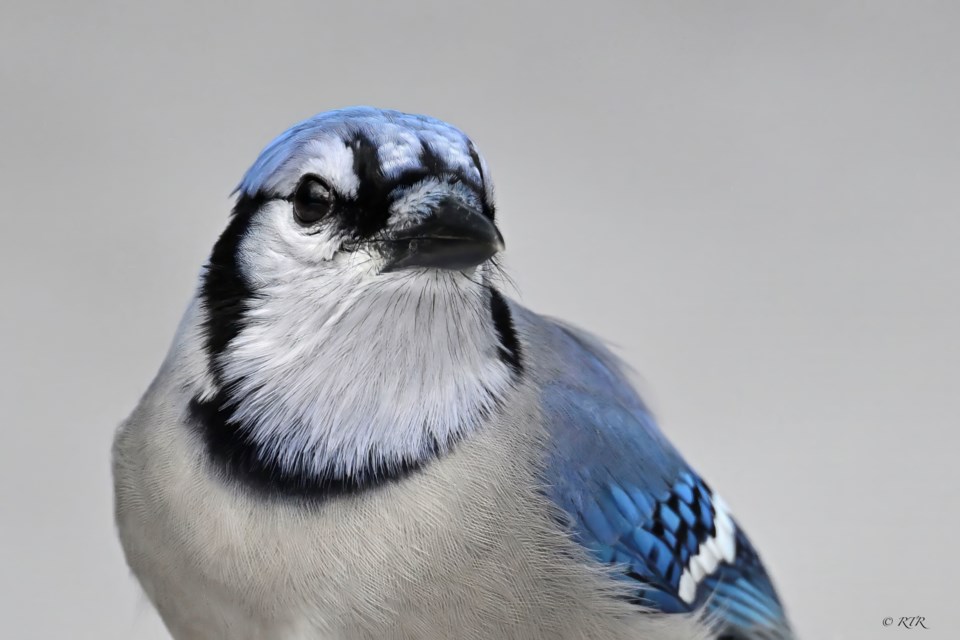 _rtr7564sem-bluejay-closeup