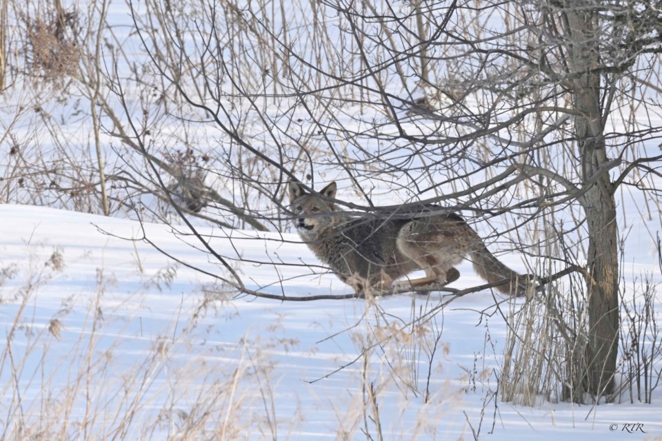 Early morning Coyote on the move