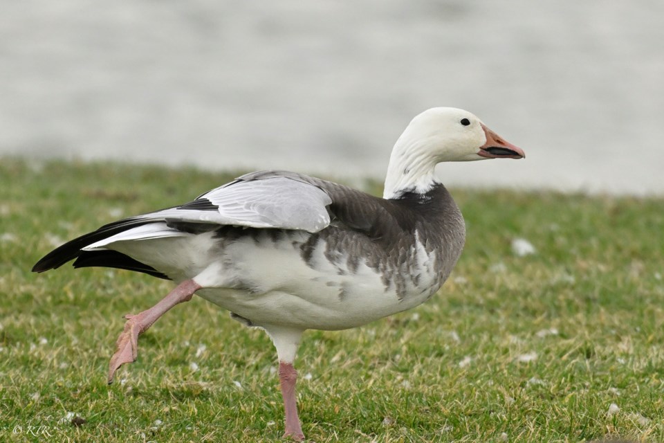 Snow Goose