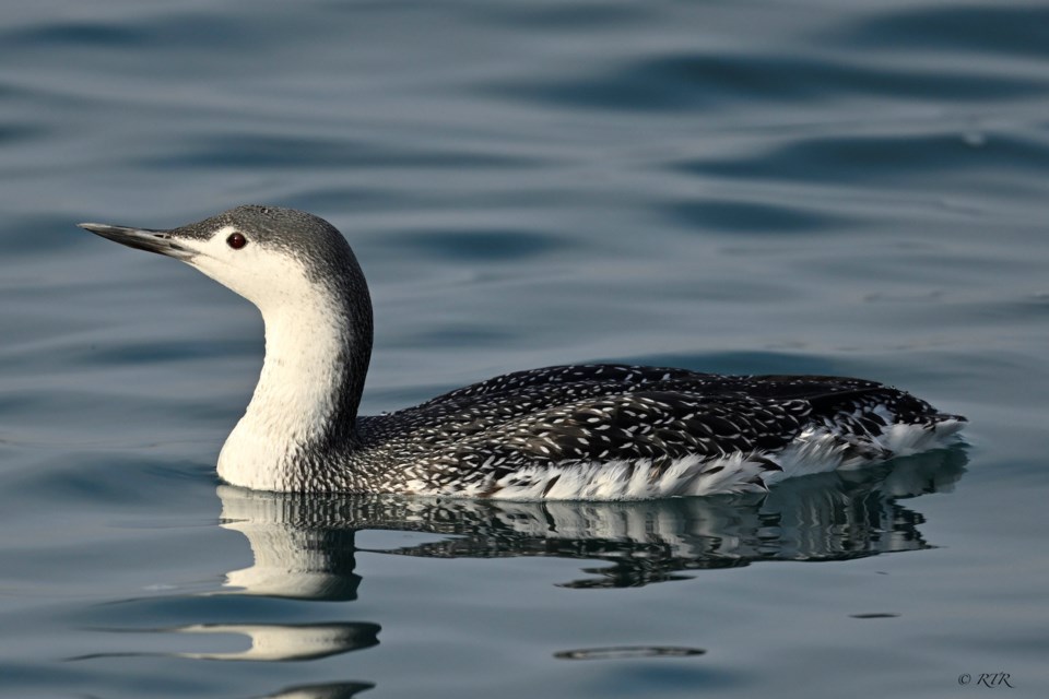 Red Throated Loon