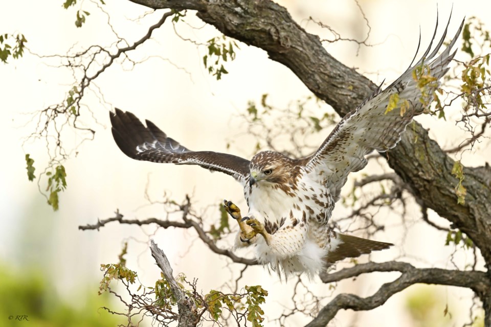 Red Tail Hawk