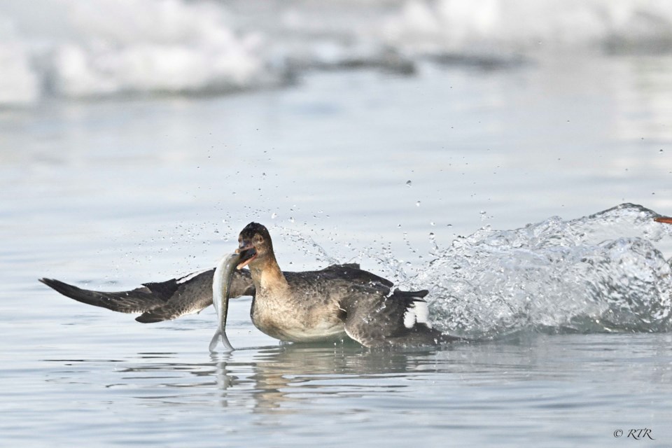 Female Red Breasted Merganser