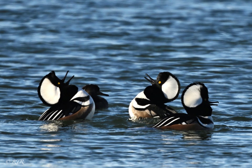 _rtr9618sem-hooded-mergansers