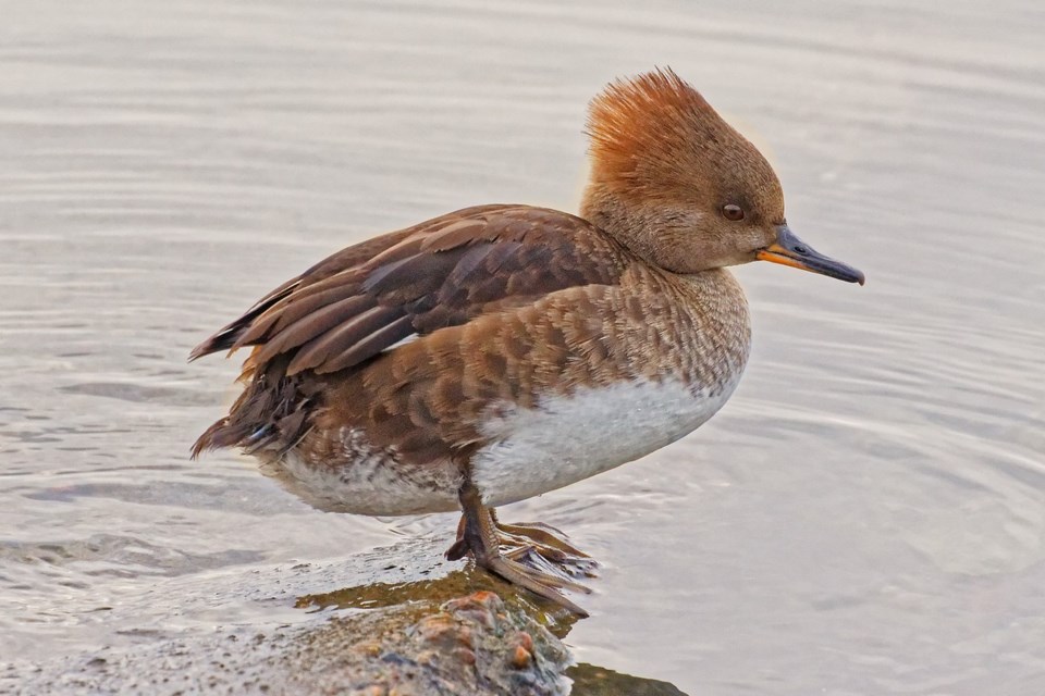 c25400-hooded-merganser-sarnia-12-10-24-1