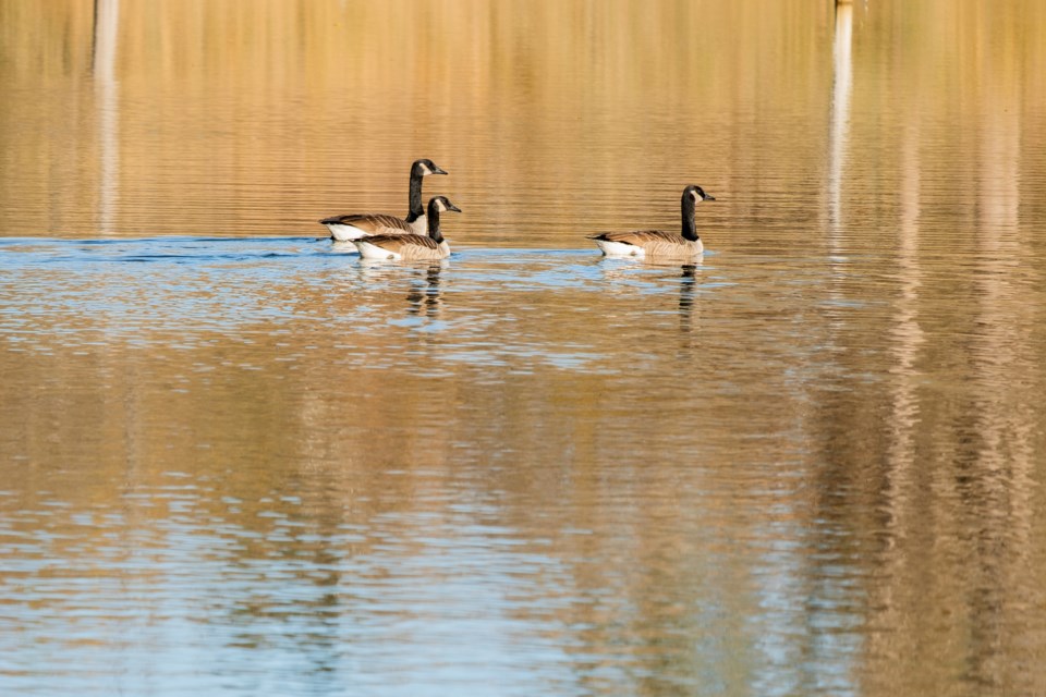 canadageese_danakenedy