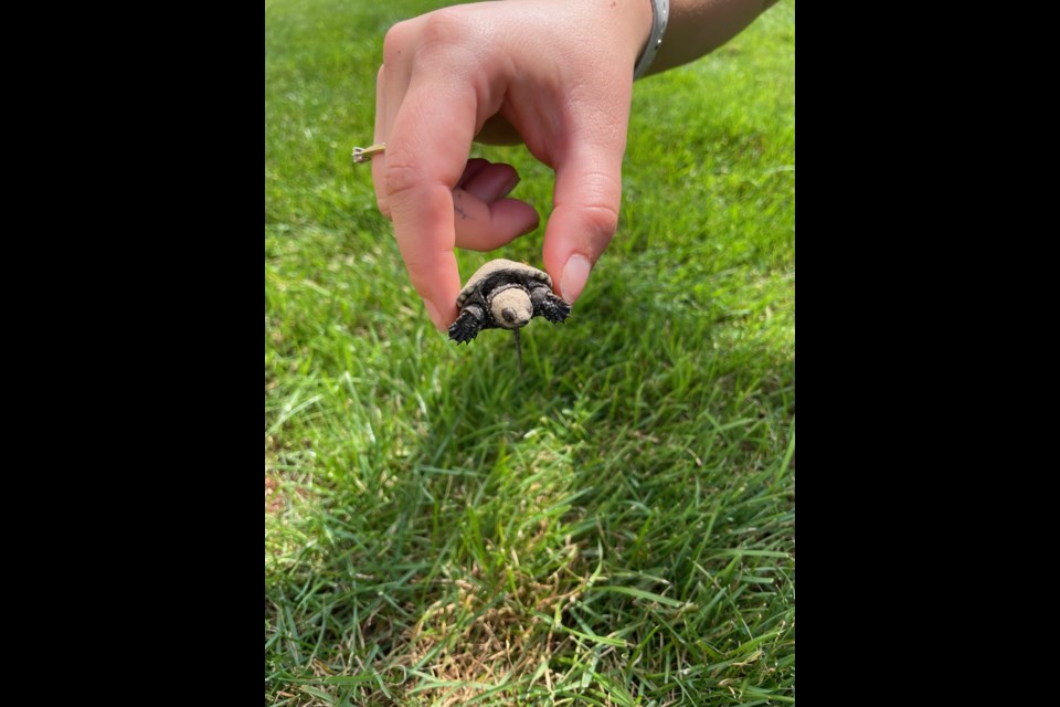 Baby Snapping Turtle in Brights Grove backyard