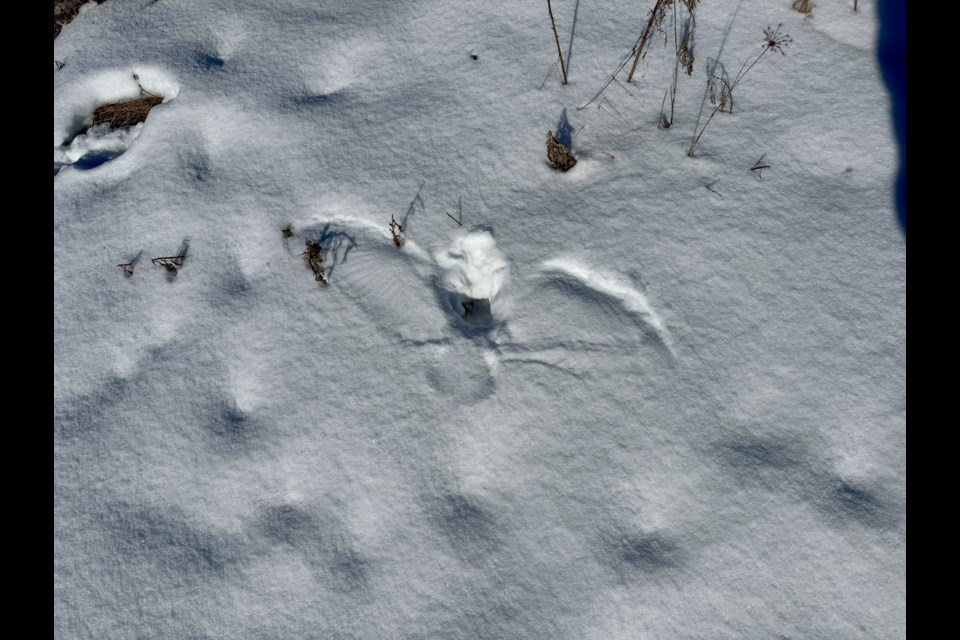 Bird snow angels