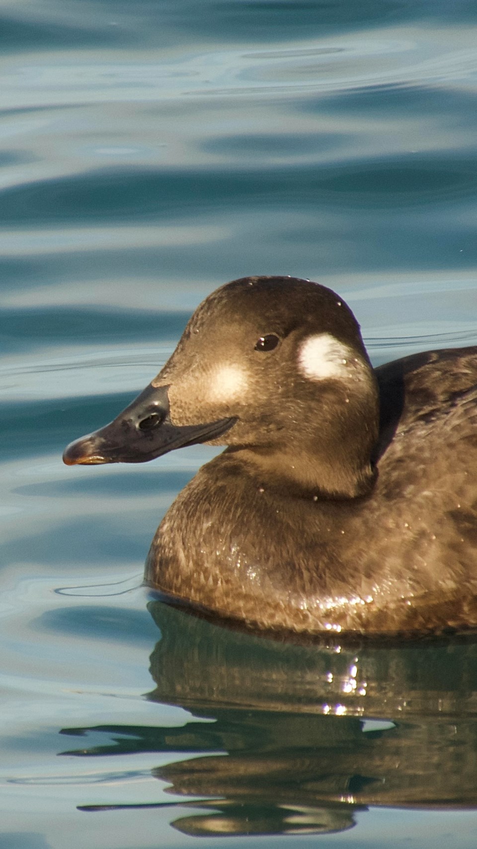 white-winged-scoter