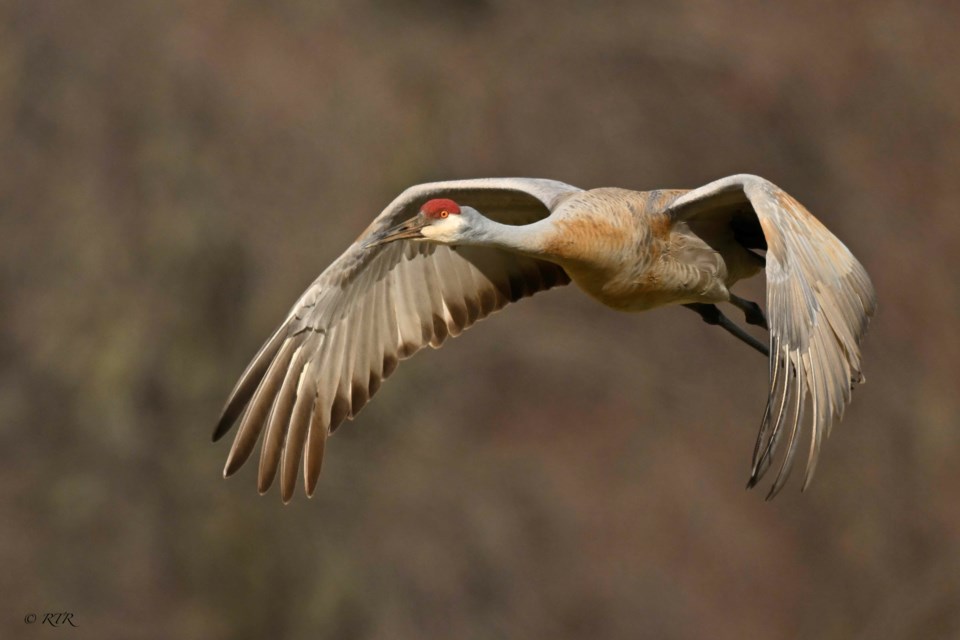 _rtr4232sem-sandhill-crane-flying