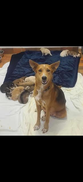 mom-katie-and-her-pups