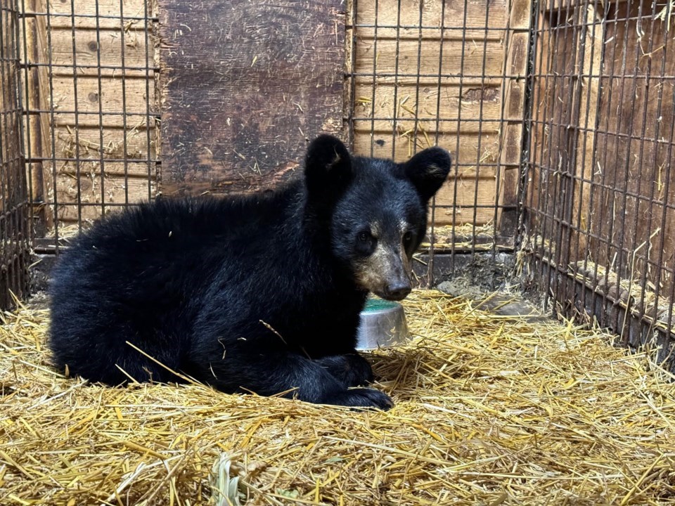 tacobearcub