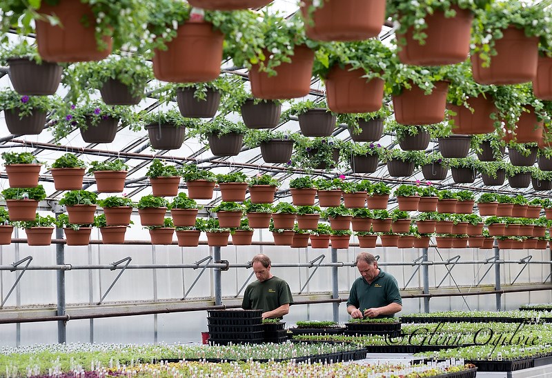 Brothers Chad, left, and Sean Praill, are part of the fourth generation running the greenhouse operation. Glenn Ogilvie 