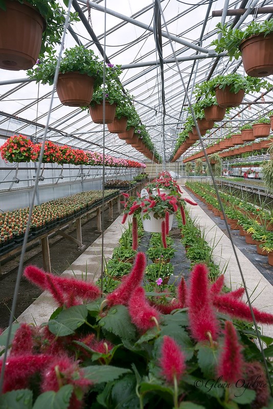 Chenille plants add a splash of red to hanging baskets at Praill's Greenhouse Products. Glenn Ogilive 