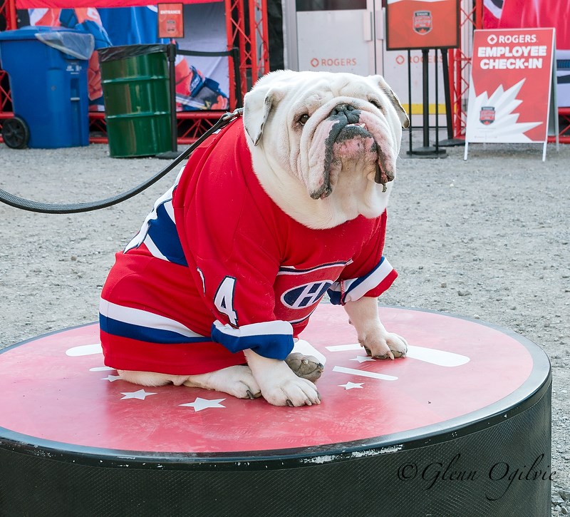 Stubby, a six-year-old English Bulldog owned by Dave Henry of Bright's Grove, was an all-star attraction at the festivities on Saturday. Stubby is decked out in a childhood jersey of Kelsey Henry, Dave's daughter.  