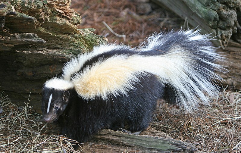 striped_skunk-copy