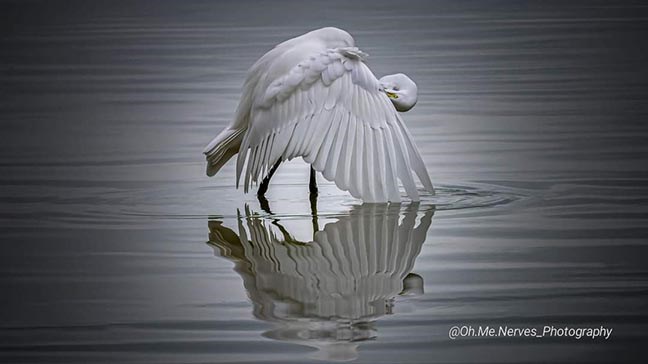 A Great Egret at Lake CHipican. Photo by Shaun Antle.