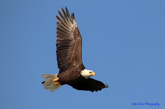 BaldEagle