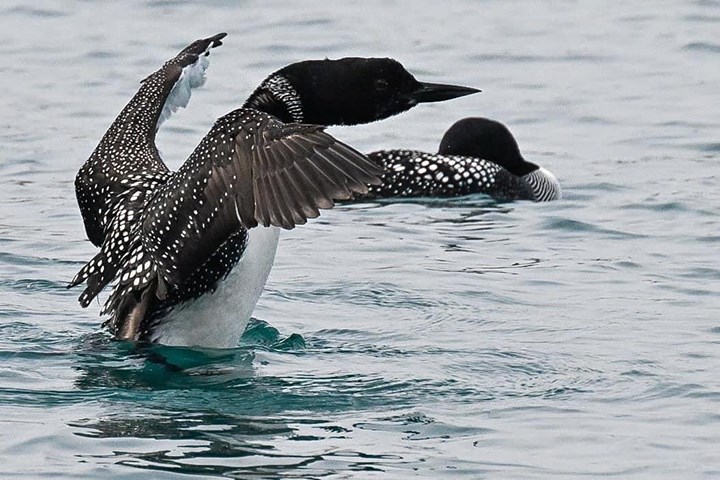 Loons in Sarnia Bay. Photo by Deb Lumley.