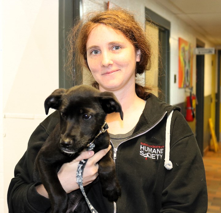 Sarnia’s animal shelter at capacity The Sarnia Journal