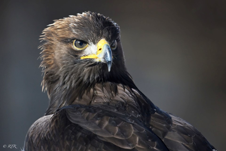 rtr_4865sem-golden-eagle-closeup