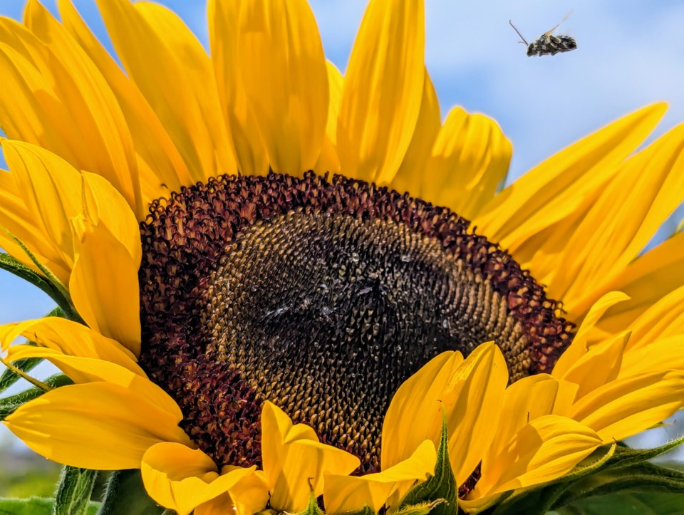 sunflowerbee