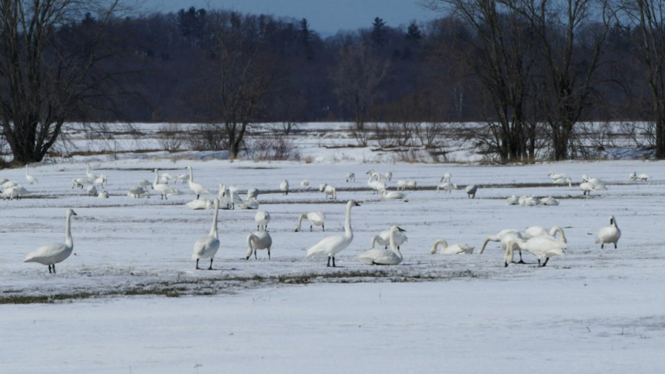 tundra-swans-in-a-field-off-river-road-in-march-2023