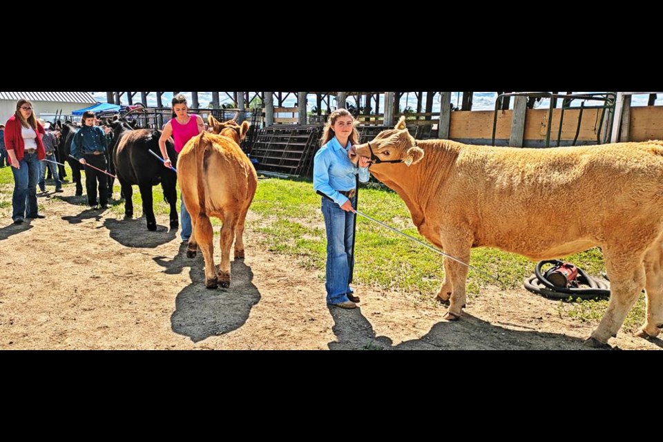 The members of the Brokenshell 4-H Beef Club lined up their calves for judging on Saturday, as part of the club's achievement day.
