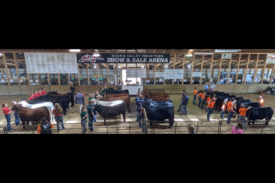 Teams of eight 4-H members from four different clubs took part in this competition, Class of 8 calves, and were ranked by the judges. The ranking of the clubs are, the Radville 4-H Beef Club, far right, was in first, then going left, second place went to Weyburn 4-H Beef, third was Lomond 4-H Beef, and fourth was Brokenshell 4-H Beef. 