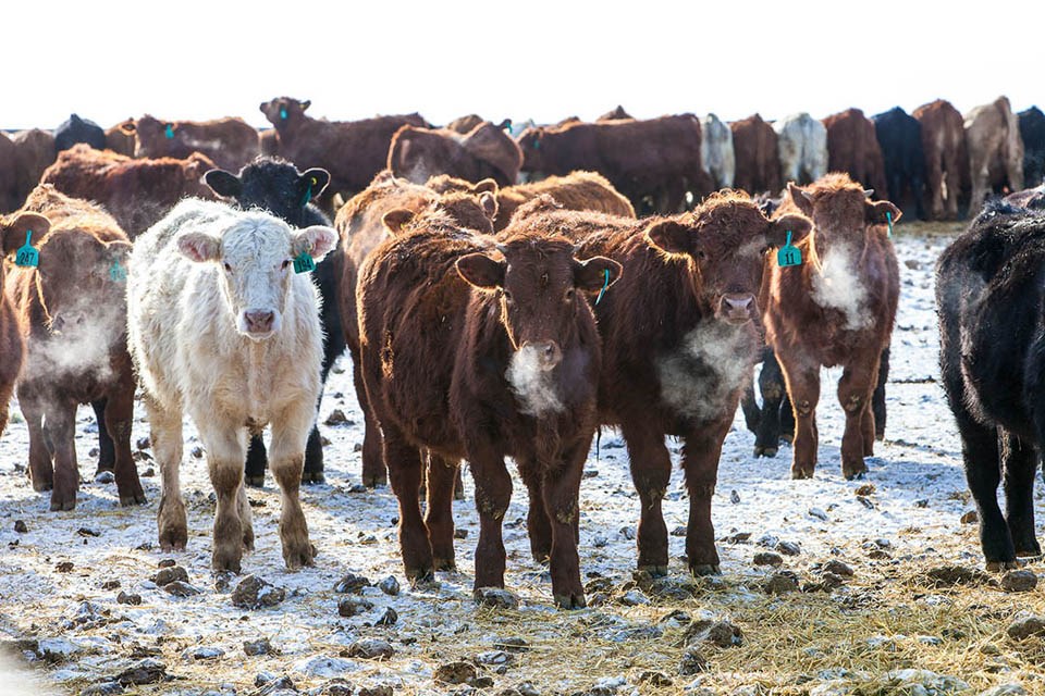 USask livestock research projects receive government support