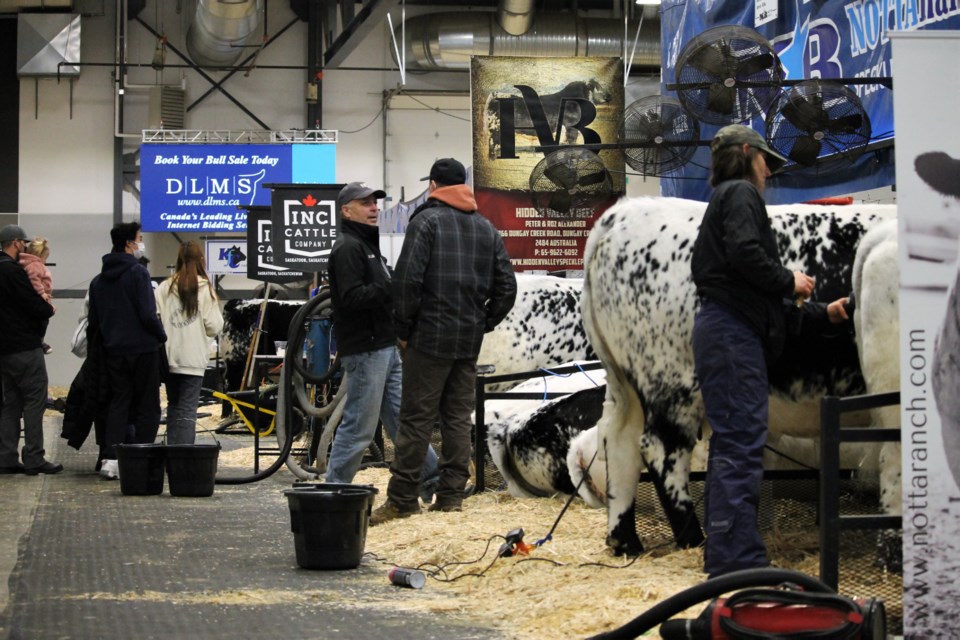 Agribition 2021 cattle stalls1