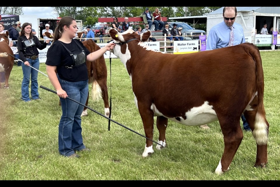 Kyla Lees has her heifer checked by the judge, and places in the top two at the Arcola Steer and Heifer Show. 