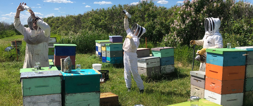 Two experts are currently collaborating with Saskatchewan Polytechnic to work on bee-related applied research projects.