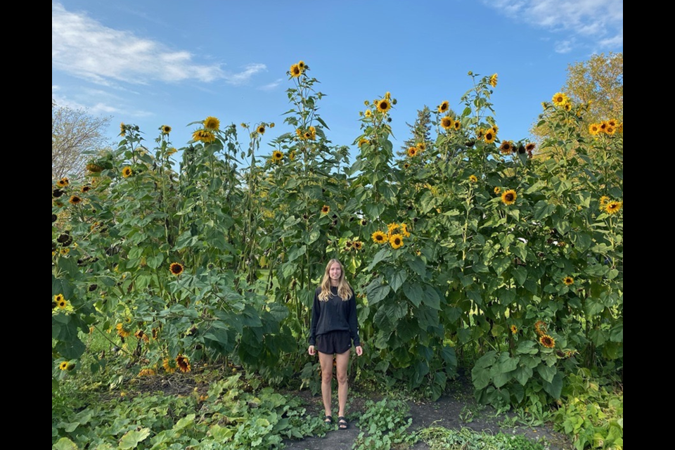 Rebecca Hort’s eye-popping sunflowers reaching up to 15 feet high were grown this year in her garden in Buchanan. She grew two varieties: Autumn Beauty and Mammoth, with Autumn Beauty growing the tallest, even though this variety normally only tops out at a height of seven to 10 feet. Hort, a 2019 graduate of Canora Composite School, had an interest in gardening at a very young age and is an active grain farmer at the family farm. She obtained a Bachelor of Science in Agriculture Degree at the University of Saskatchewan, and her secret is the love of plants and a green thumb.