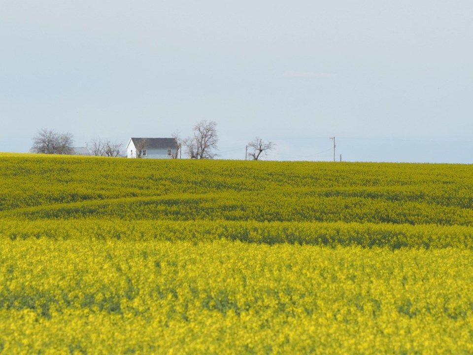 canola0724