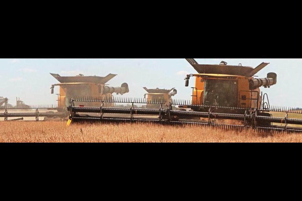 A trio of combines made their way through a canola field on Dennis Mainil's farm north of Weyburn on Friday afternoon.