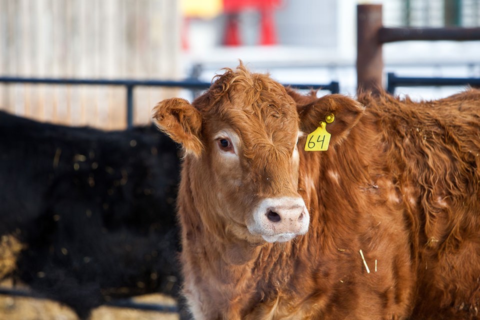 Bringing more technology to ranch country