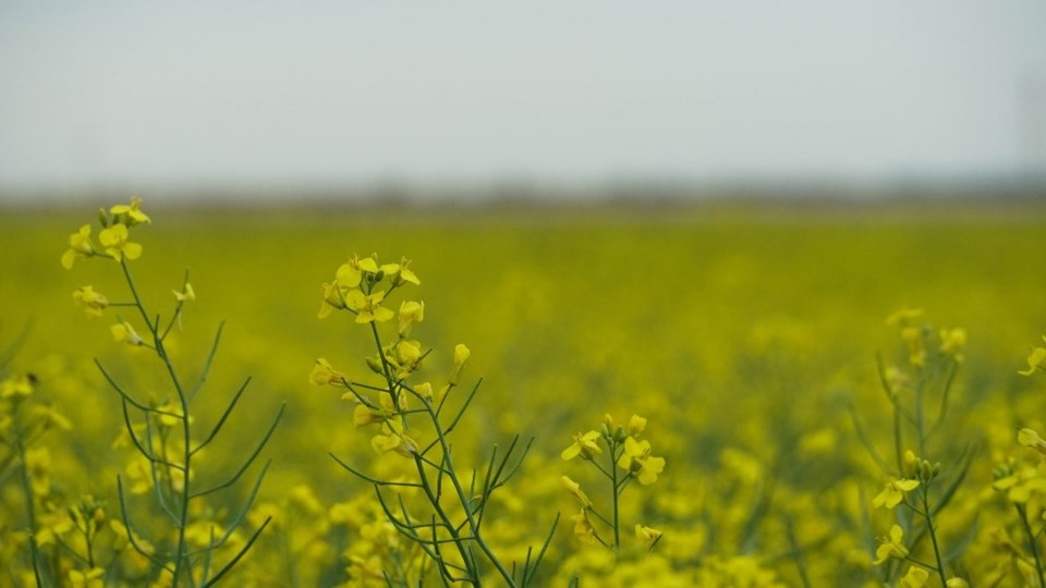 canola-3862