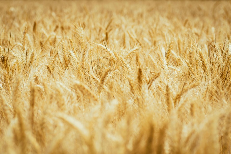 ripe-wheat-0924