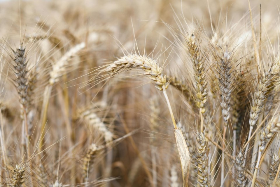 ripe-durum-wheat