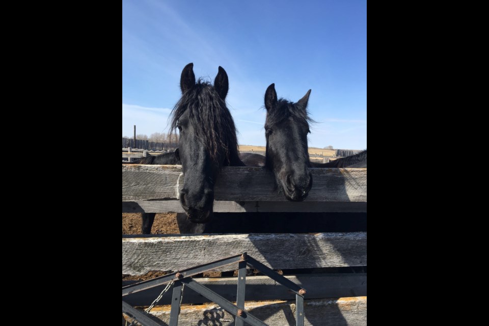 Friesen horses at the Thomas farm are used in equine therapy for the clients at Prairie Sky Recovery Centre. 