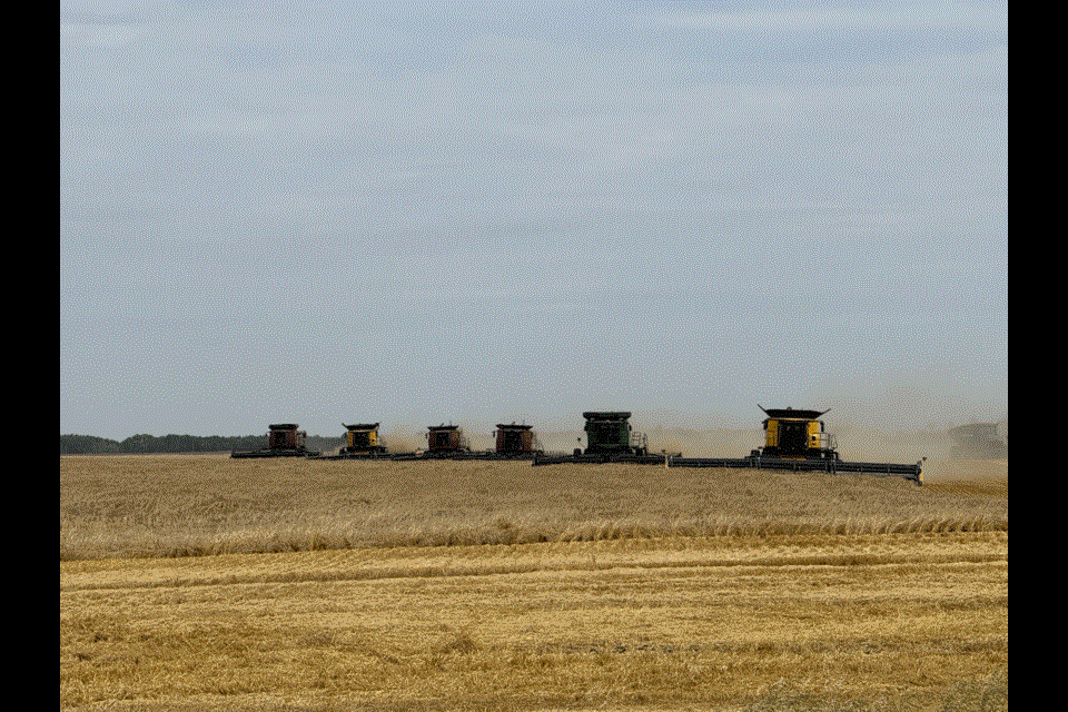 It was a sight to be seen when six combines harvested the 150 acres of durum for the Farming for the Future project. 